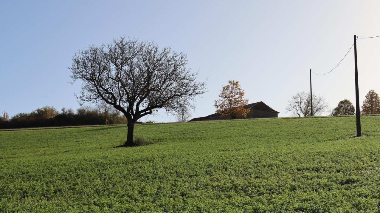 Les Cavillards
